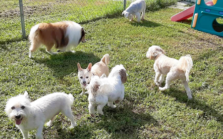 Doggy Daycare in Lakeland, Florida | Hollywoof Pet Resort